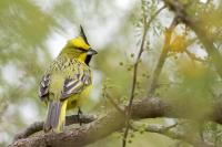 Yellow Cardinal (<em>Gubernatrix cristata</em>) in the Iberá Wetlands ecosystem