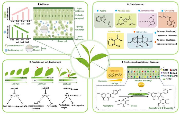 Model for the coordinated regulation of bud-to-leaf development and metabolism in tea plant.