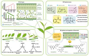 Model for the coordinated regulation of bud-to-leaf development and metabolism in tea plant.