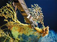 Coral Sampling