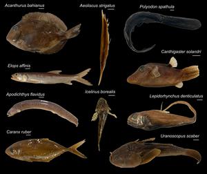 An array of ray-finned specimens used in the study