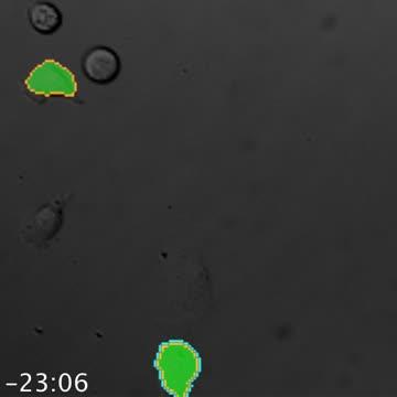 KRAB Silencing Activity in Target Gene