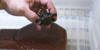 Terrapin Turtle (2 of 2)