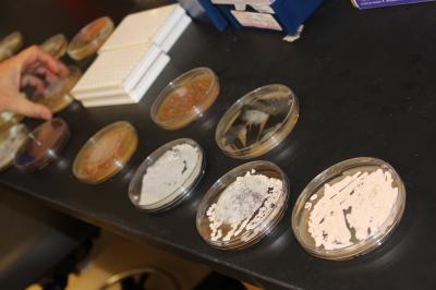 Bacteria Strains