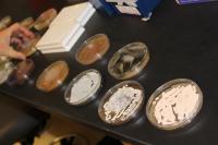 Bacteria Strains
