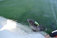 Porpoise Released