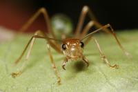 Ant Pheromones