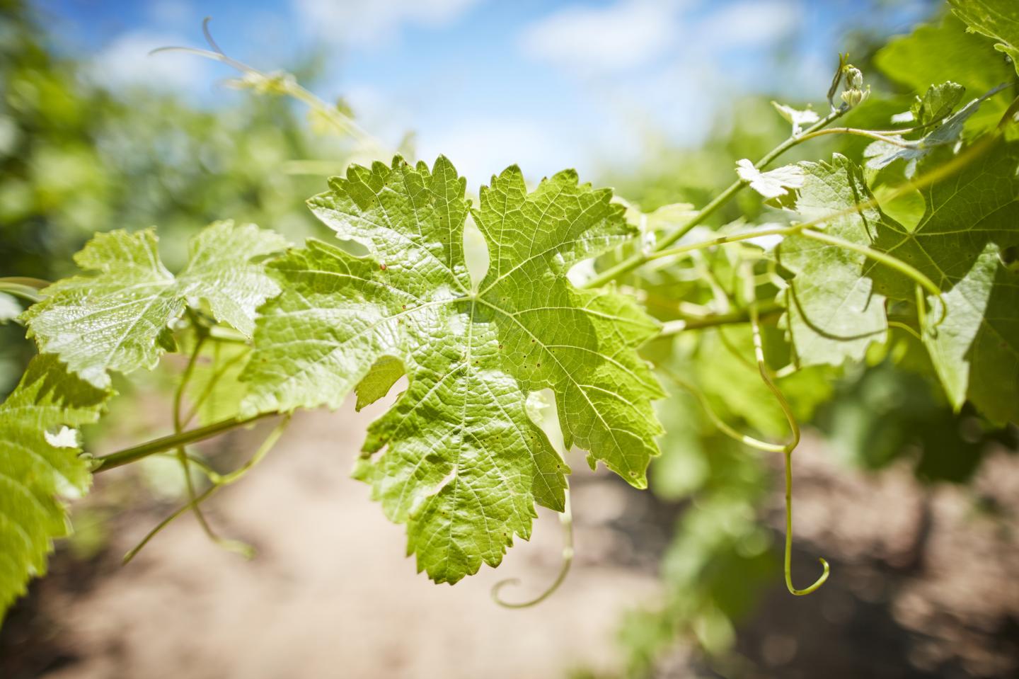 Salt-tolerant Grapevines