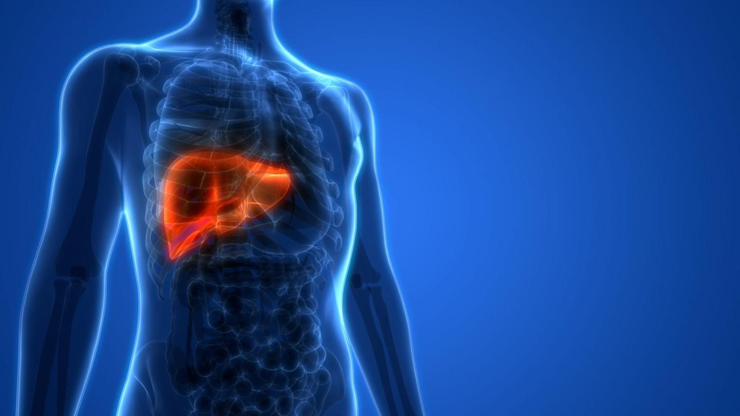 Liver