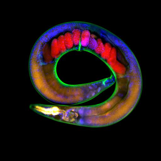<i>C. elegans</i>