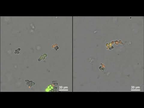 Mating Experiment