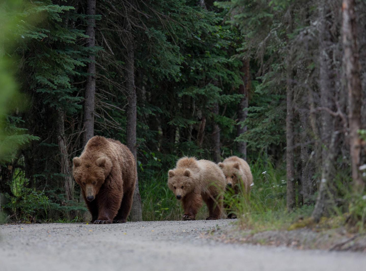 Bears