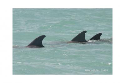 Dolphin Group