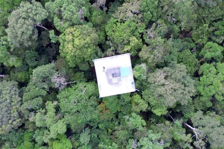 PlateauForest Canopy