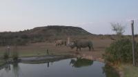 Rhinos in Visible Light