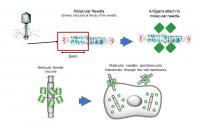 Development of an Adjuvant-Free COVID-19 Vaccine for Mucosal Immunity
