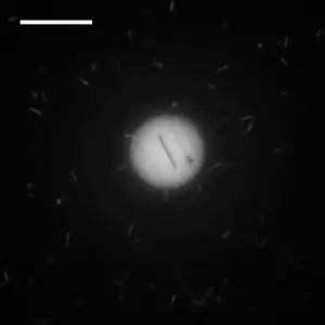 Puck in a bath of swimming E. coli.