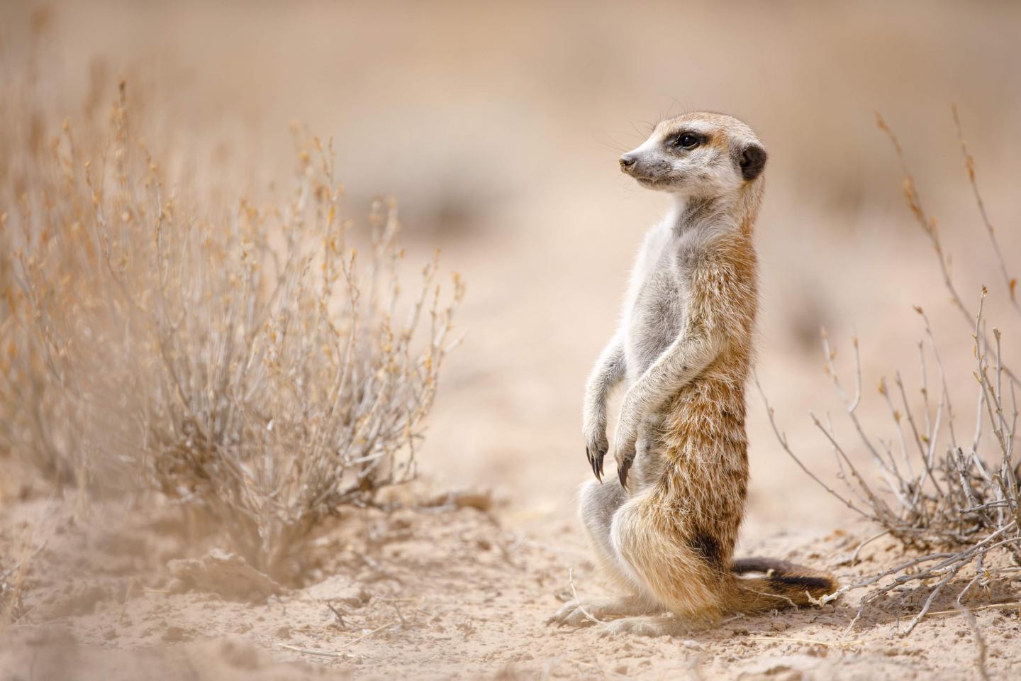 Meerkat