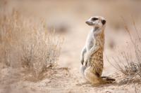 Meerkat