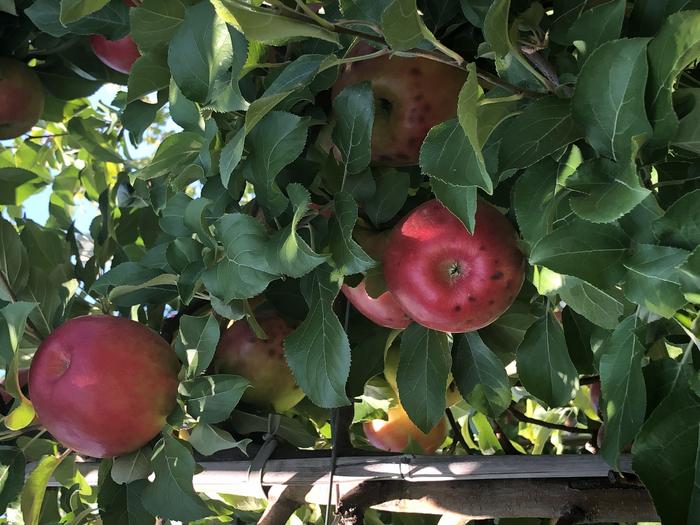 Apples with bitter pit disorder