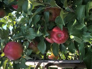 Apples with bitter pit disorder