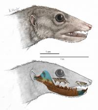 Illustration Of Haramiyavia