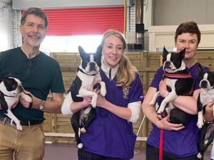 Boston Terriers with study authors