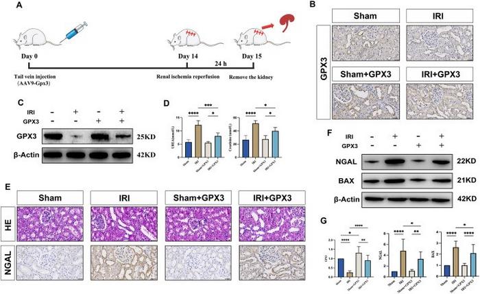 Overexpression of GPX3 alleviates ischemia-reperfusion injury