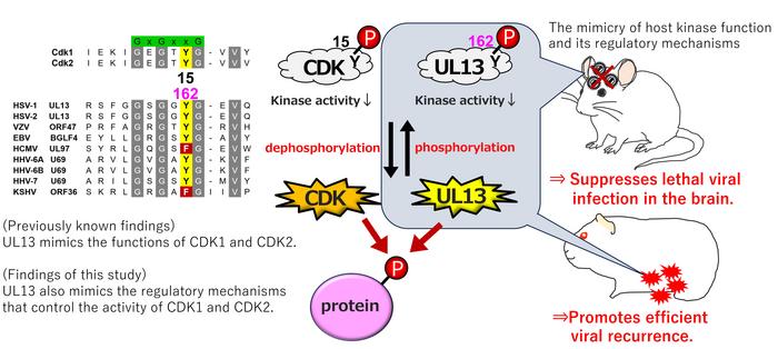 Researchers unravel novel regulatory mechanisms of host kinase mimicry by a conserved herpesvirus kinase