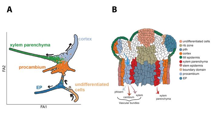 Inflorescence meristem cell identities