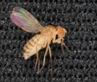 Fruit Fly