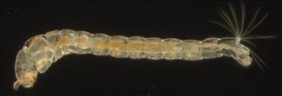 A Normal <i>Chironomus</i> Midge Embryo