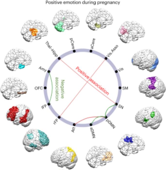 Functional connectivity in relation to maternal positive emotion