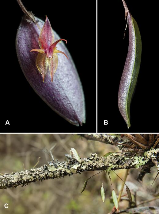 Lepanthes nasariana in life