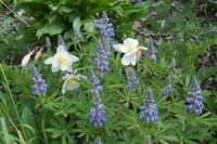 Companions May Cease to Co-Flower as Climate Changes