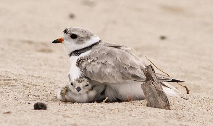 Piping Plover