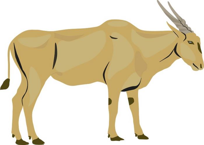 Illustration of an eland