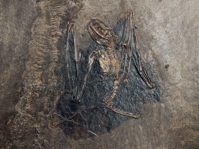 Fossilized Palaeochiropteryx tupaiodon