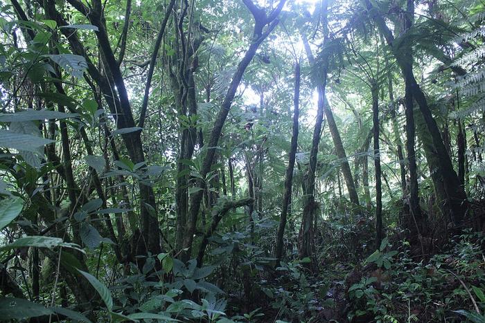 Tropical forest