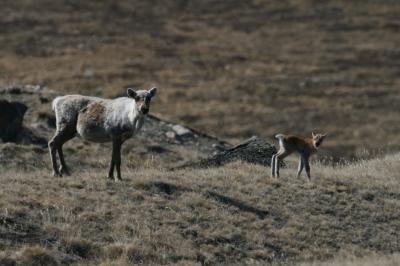 Dramatic Biological Responses to Global Warming in the Arctic (1 of 3)