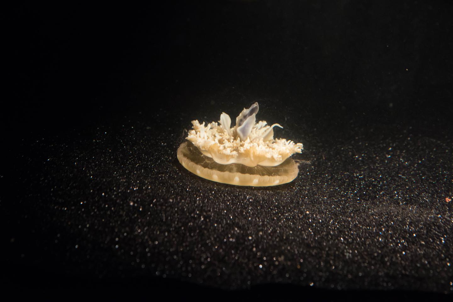 Stationary jellyfish