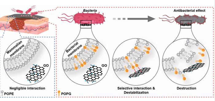KAIST Researchers Unveil Technical Principles Behind Antibacterial Graphene Toothbrushes with 10 Million Units Sold​