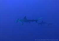 Hammerhead Sharks