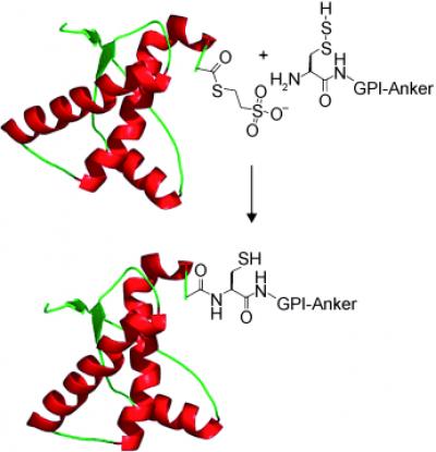 Anchored Protein Synthesis