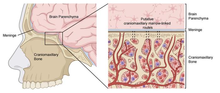 Figure 2. Conceptual model of proposed routes within the putative craniomaxillary–brain interface.