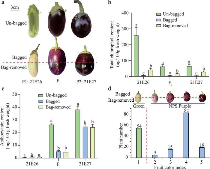 Phenotypic evaluations of green fruit parent 21E26, nonphotosensitive (NPS) fruit parent 21E27, and their derived F1, and F2 population.