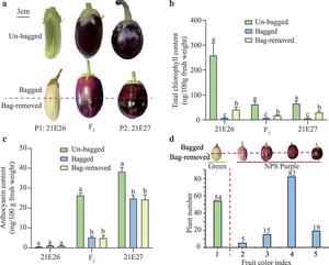 Phenotypic evaluations of green fruit parent 21E26, nonphotosensitive (NPS) fruit parent 21E27, and their derived F1, and F2 population.