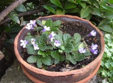 Drying without Dying: How Resurrection Plants Survive without Water (1 of 3)