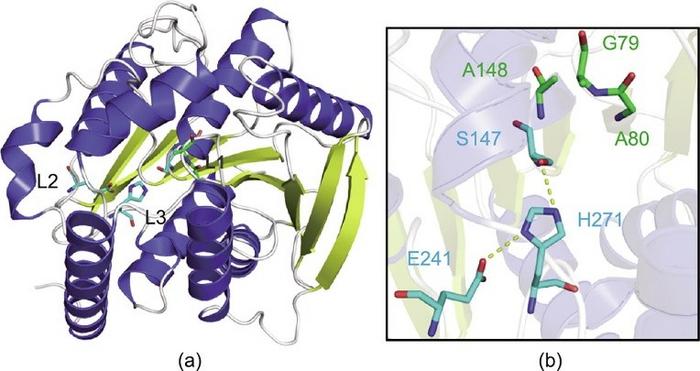 Monomeric structure of the esterase Aes72.