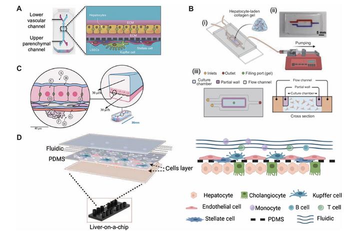 Representative liver-on-a-chip designs and configurations.